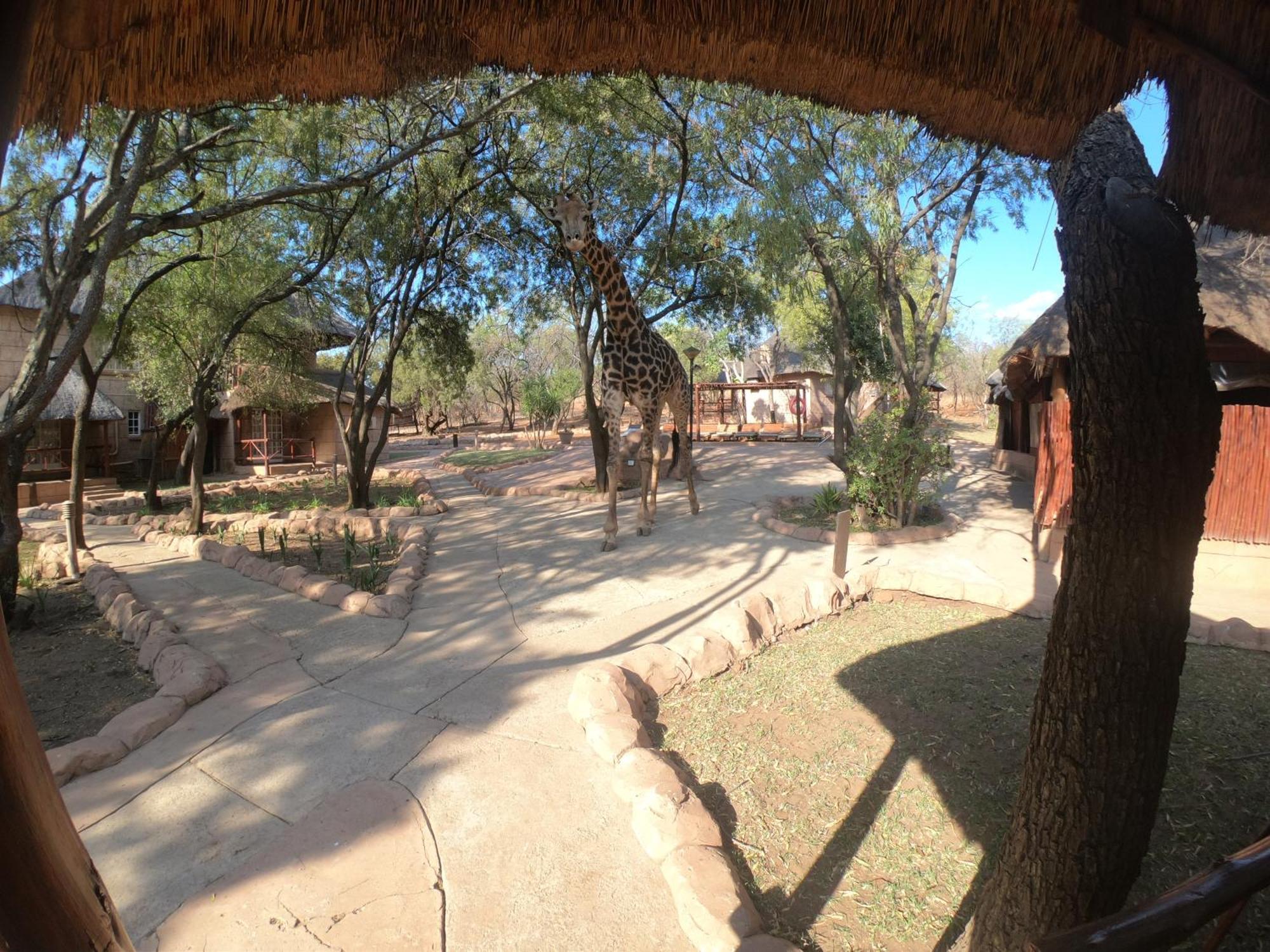 Zebra Nature Reserve Cullinan Zimmer foto